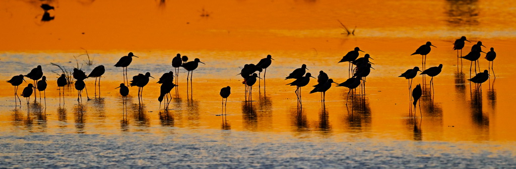 群鳥在東台條子泥濕地“720”高潮位棲息地棲息（2023年8月31日攝）。