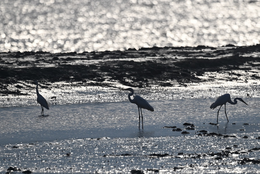 8月25日在川水灣拍攝的水鳥。