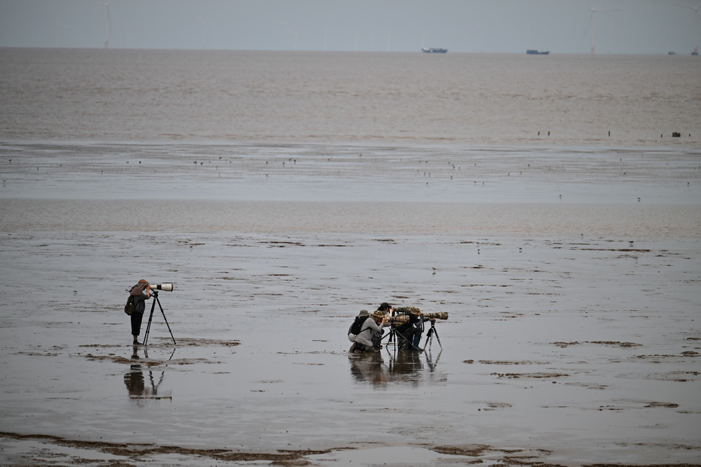 8月25日，攝影愛好者、鳥類保護者在東台條子泥濕地拍攝觀測鳥類。