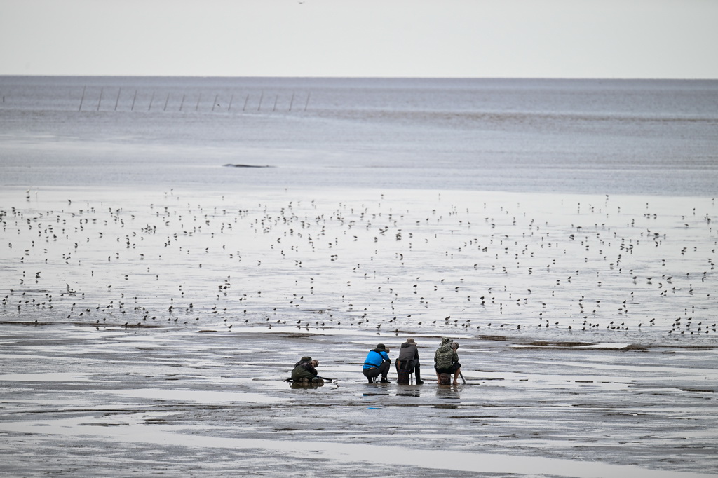 8月25日，攝影愛好者在東台條子泥濕地拍鳥。
