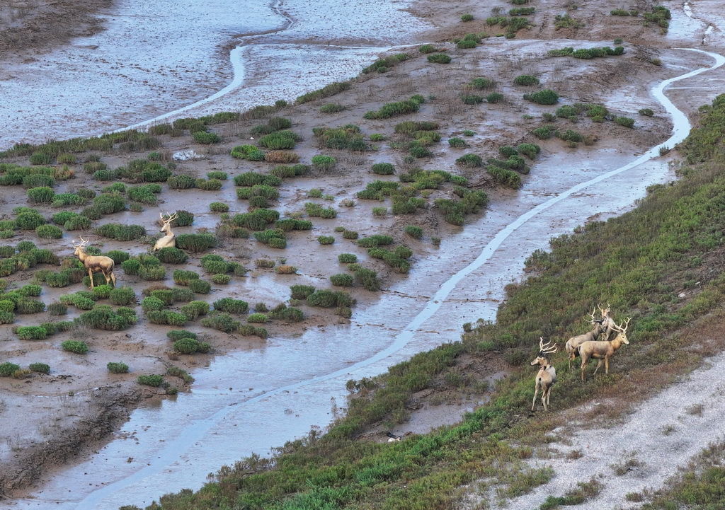 8月25日，野生麋鹿棲息在川水灣（無人機照片）。