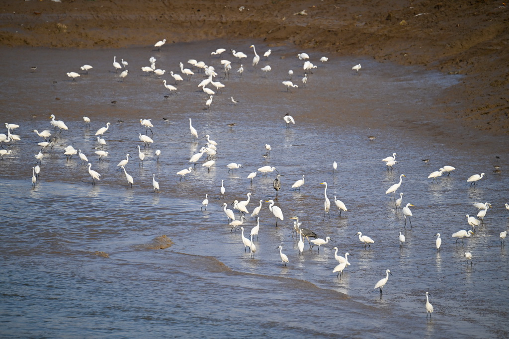 8月25日，群鳥棲息在川水灣。