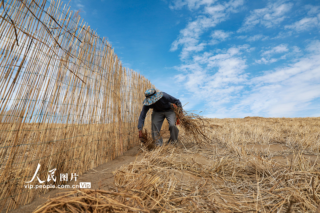 甘肅金塔：給風沙“設路障” 讓沙漠“穿綠衣”【3】