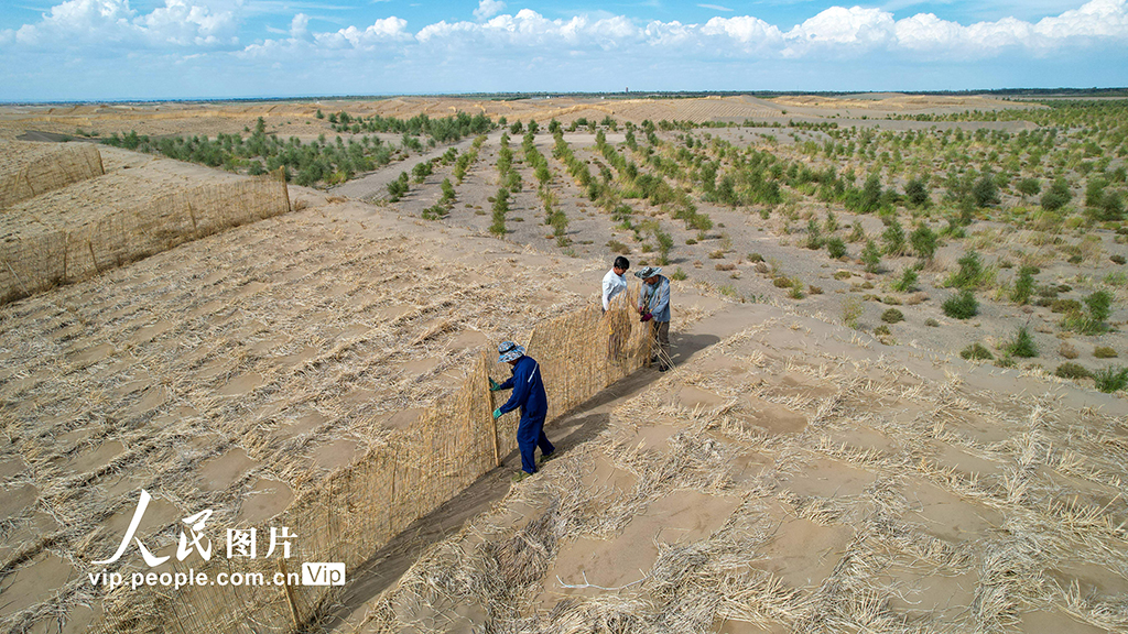甘肅金塔：給風沙“設路障” 讓沙漠“穿綠衣”【6】