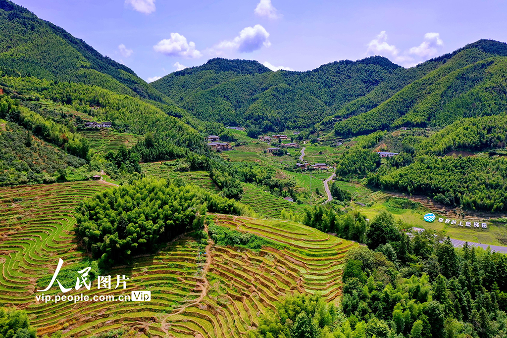 江西崇義：初秋梯田景如畫【3】