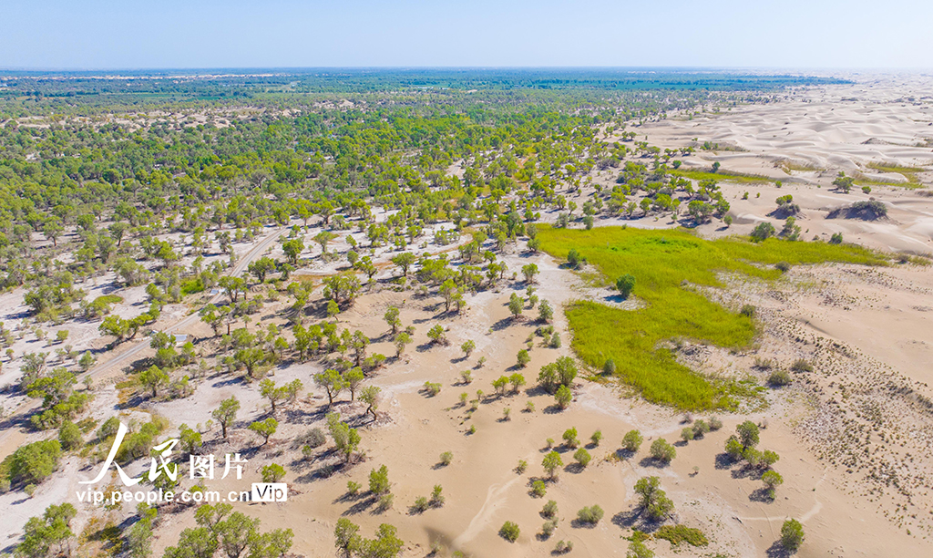 新疆尉犁：水豐林茂 生態環境持續向好【4】