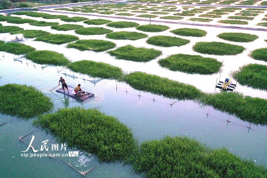 江蘇淮安：“綠色家園”優質育蟹【3】