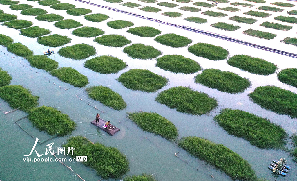 江蘇淮安：“綠色家園”優質育蟹【4】