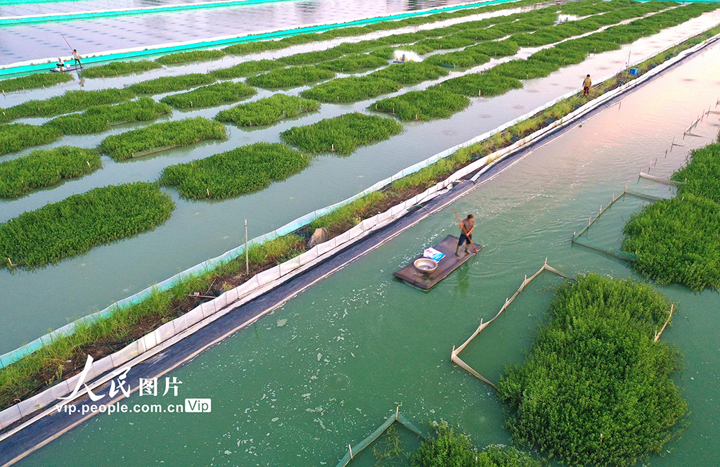 江蘇淮安：“綠色家園”優質育蟹【6】