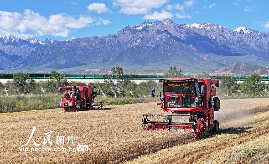 甘肅民樂：收割小麥【4】