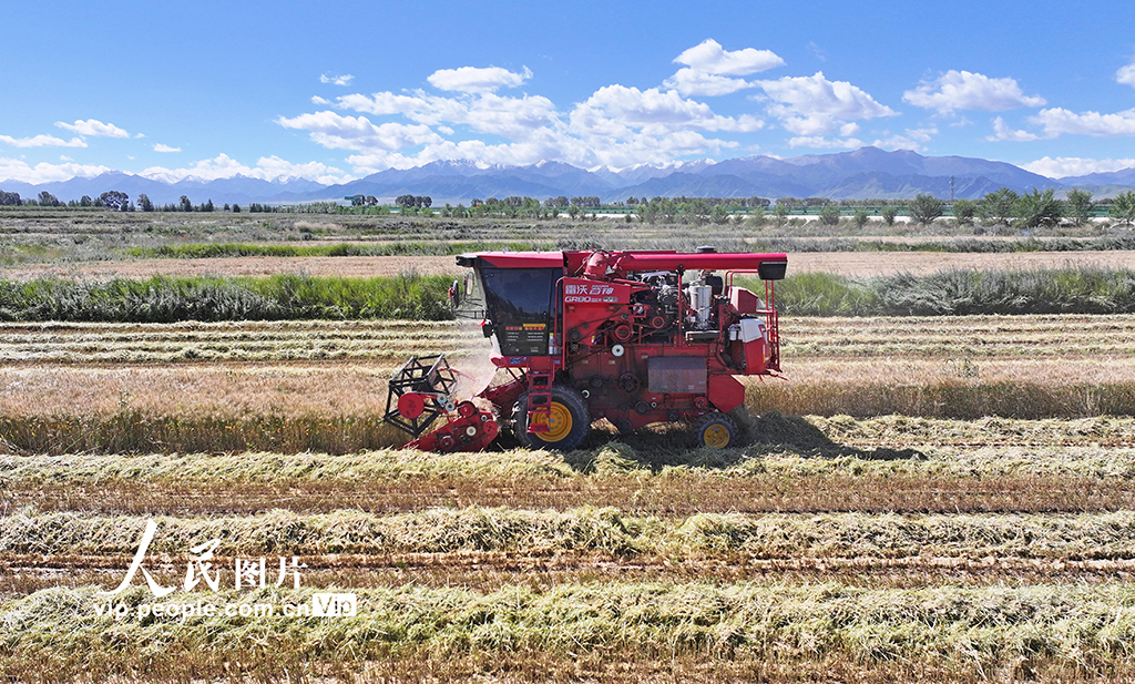 甘肅民樂：收割小麥【7】