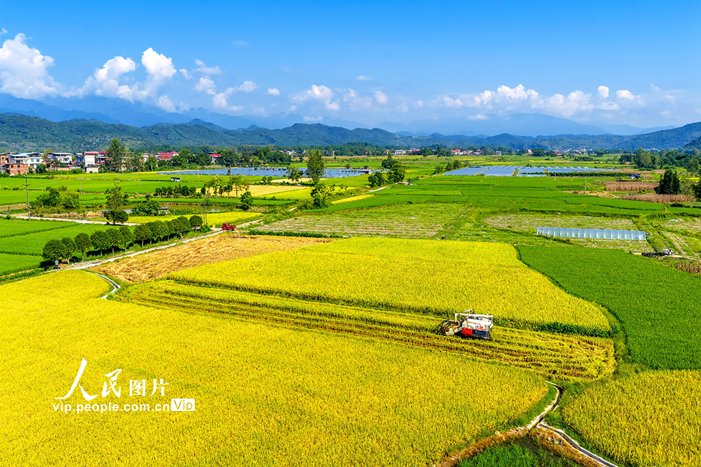 湖南東安：中稻熟【4】