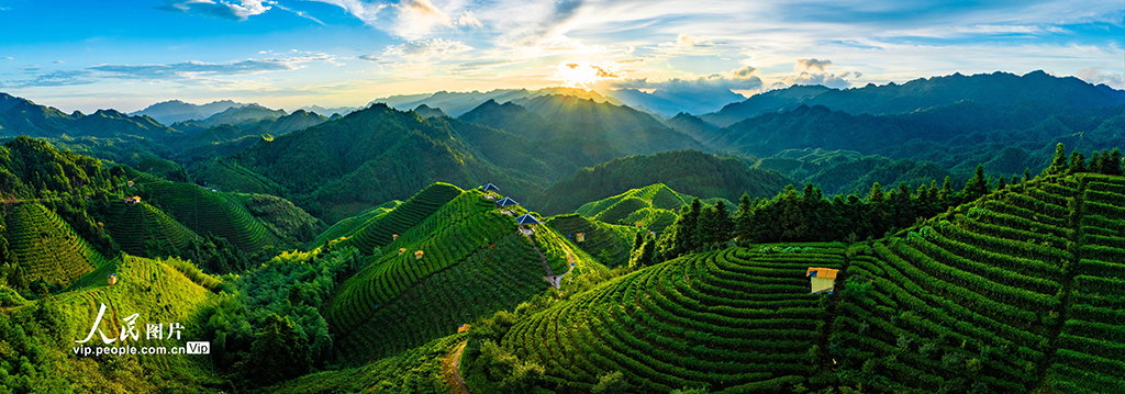 廣西金秀：高山茶園晨景美【4】