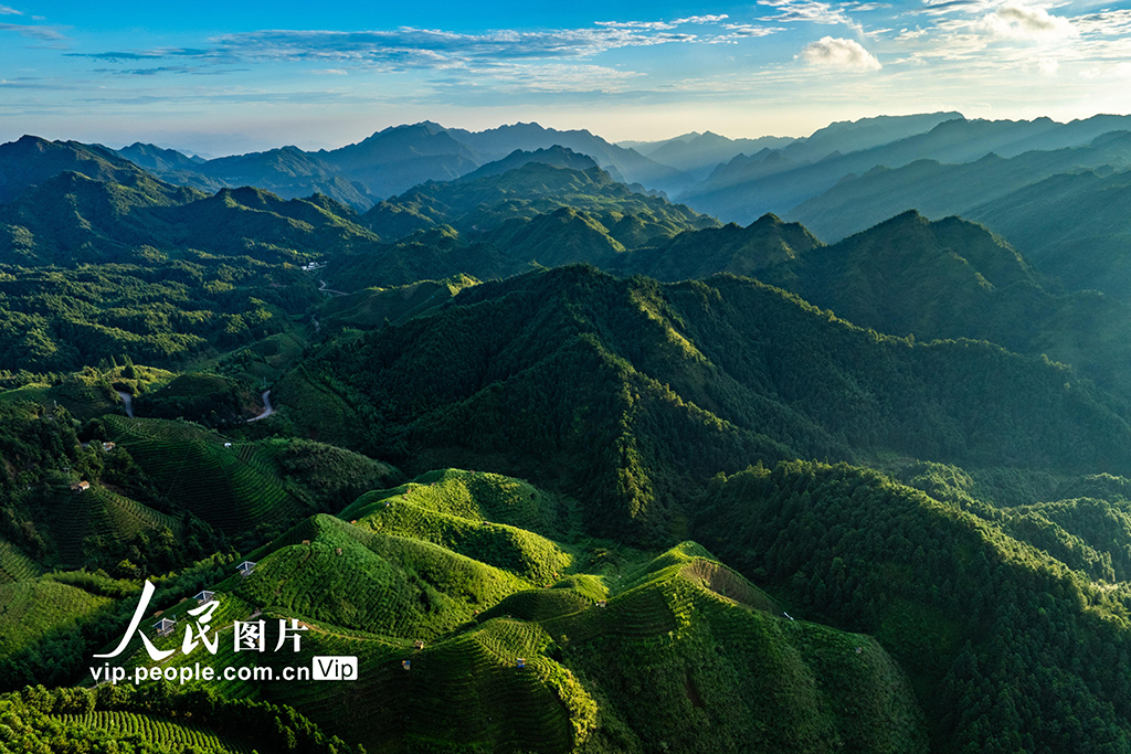 廣西金秀：高山茶園晨景美【5】