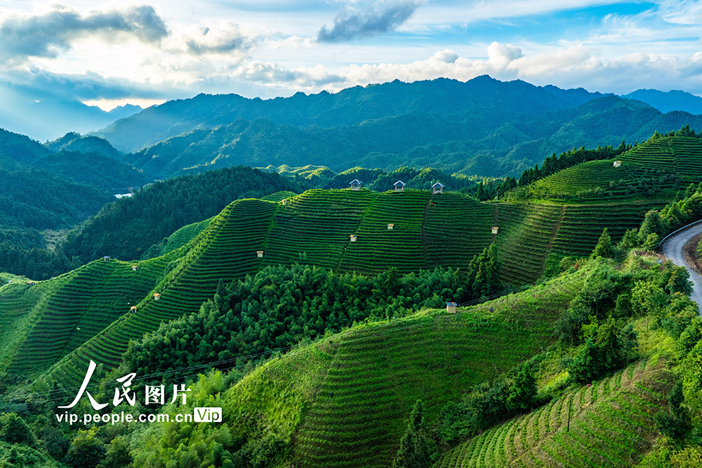 廣西金秀：高山茶園晨景美【2】