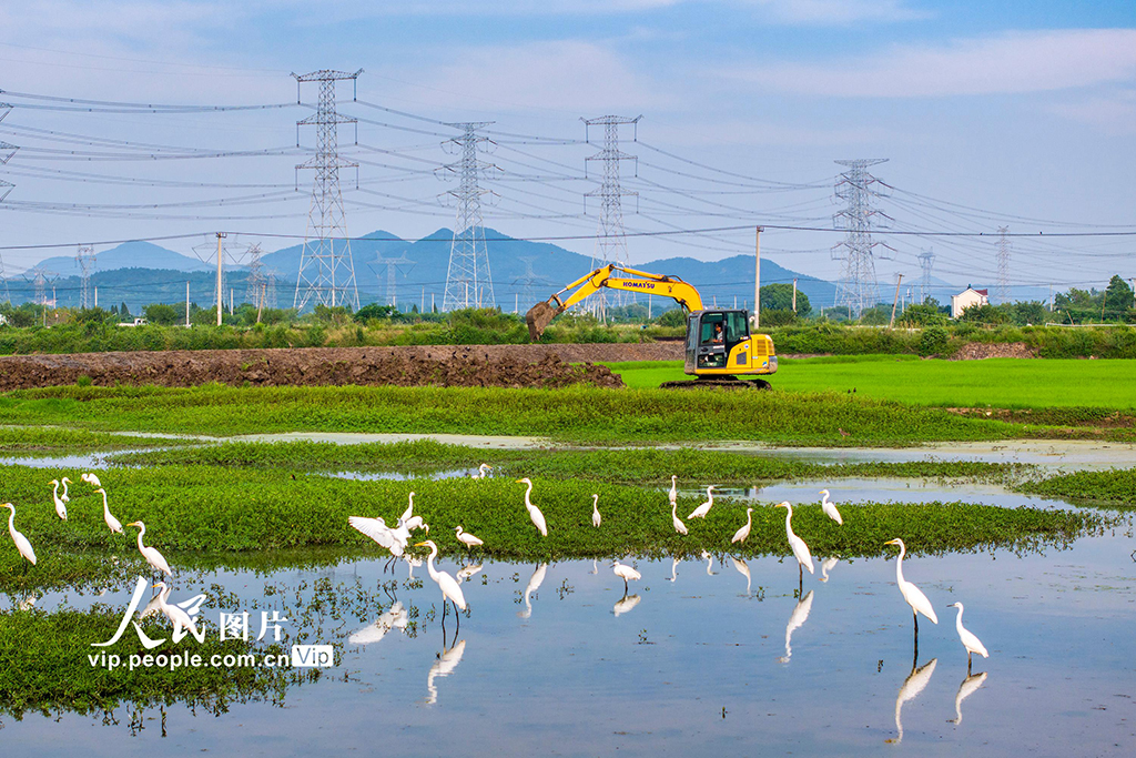 安徽芜湖：兴修水利助力粮田提质增效【2】