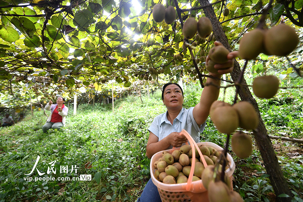 贵州榕江:猕猴桃丰收【2】