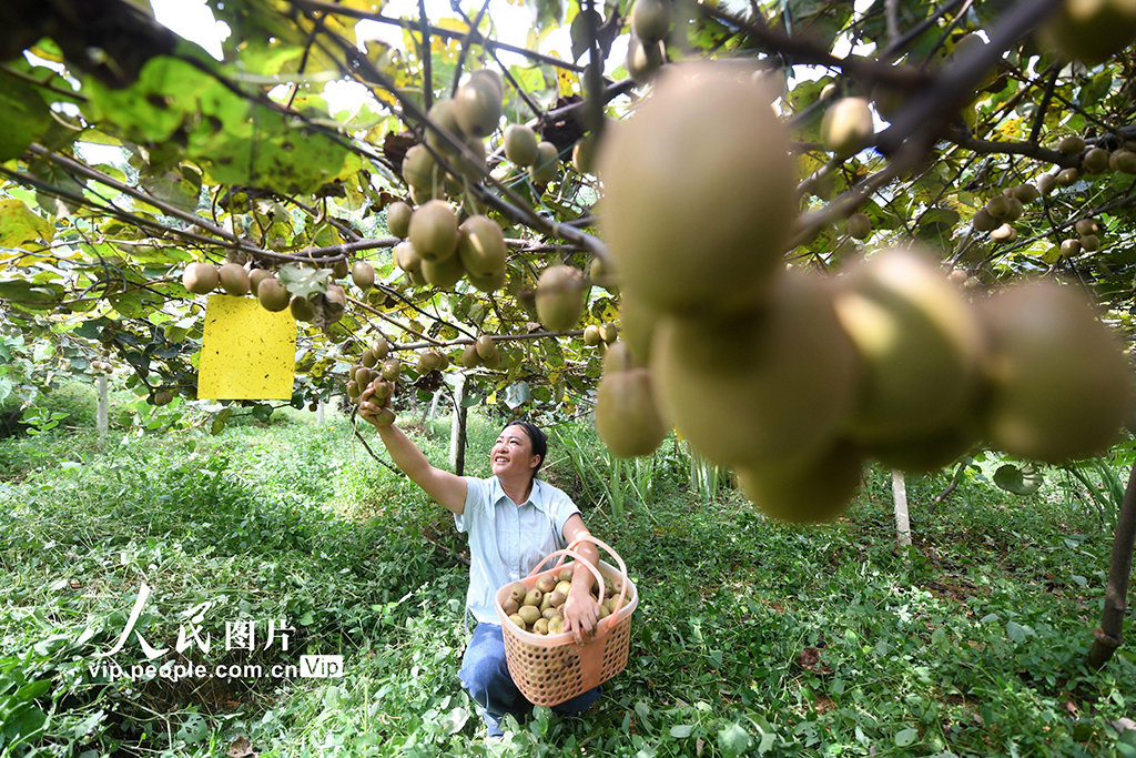 贵州榕江:猕猴桃丰收【3】