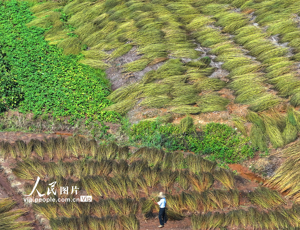 晾晒掃把草【2】