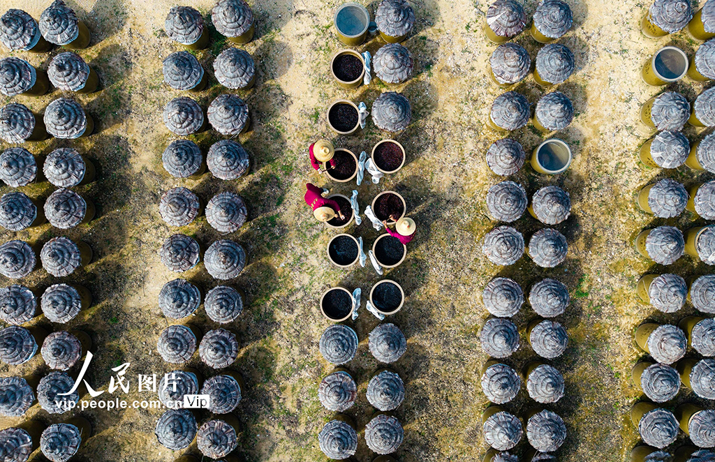 湖北英山：小醬菜 大產業【2】