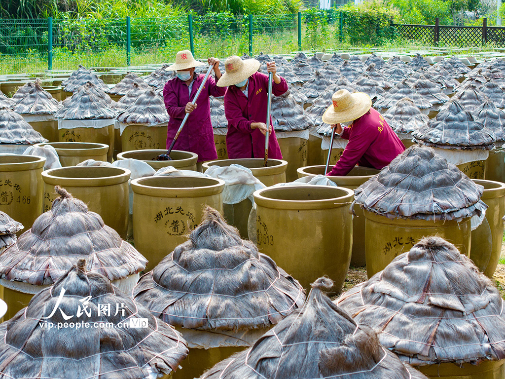 湖北英山：小醬菜 大產業【3】