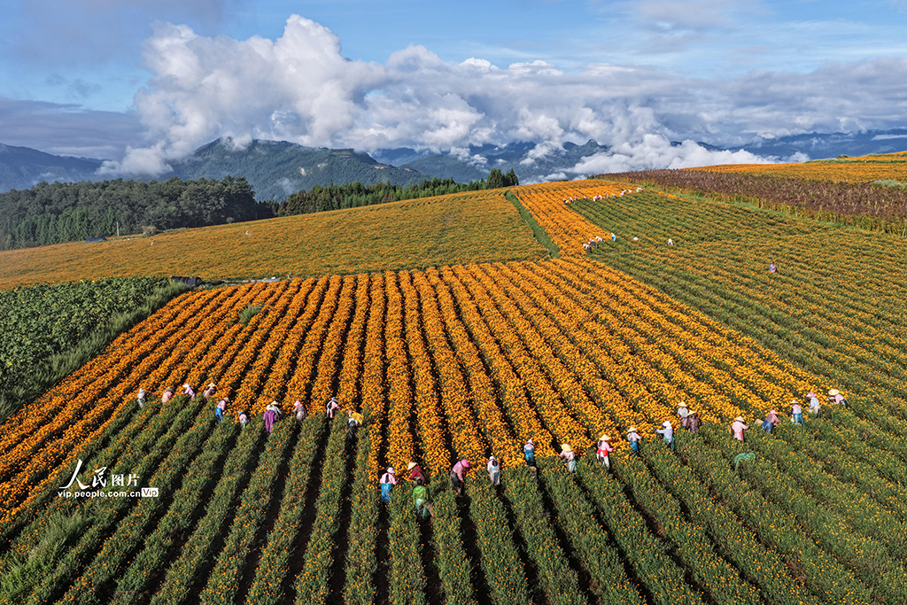 云南腾冲：采收万寿菊