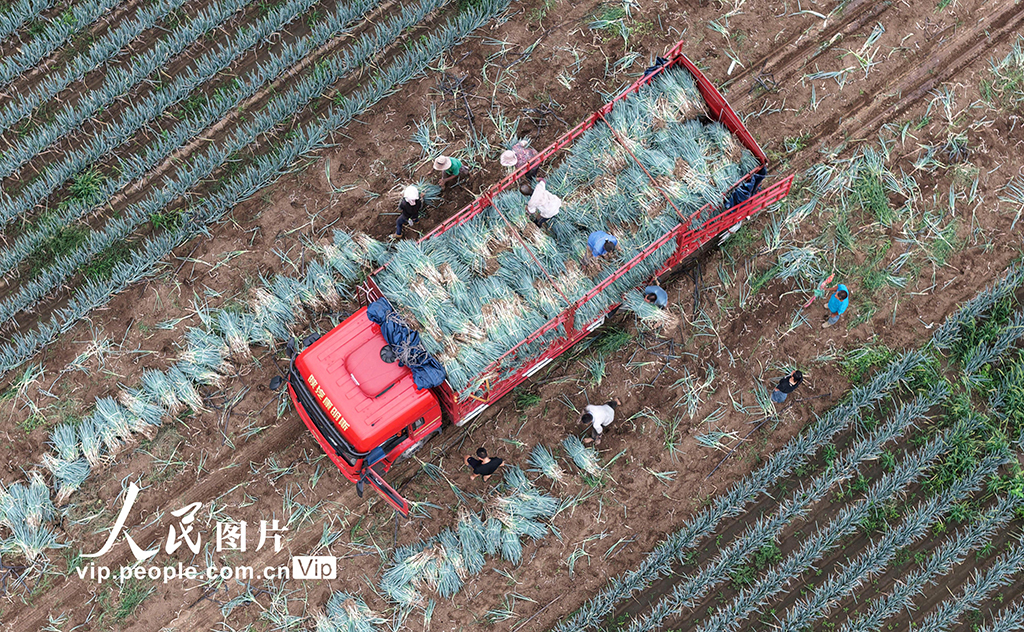 山东广饶：收获大葱