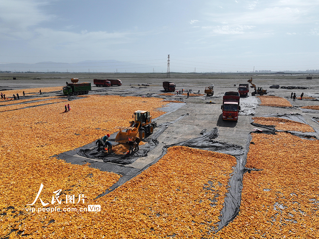 甘肃张掖：玉米种子喜丰收【2】