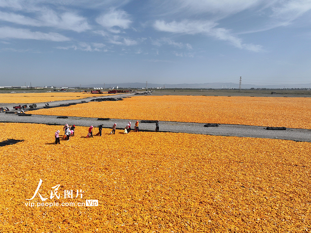 甘肃张掖:玉米种子喜丰收【3】