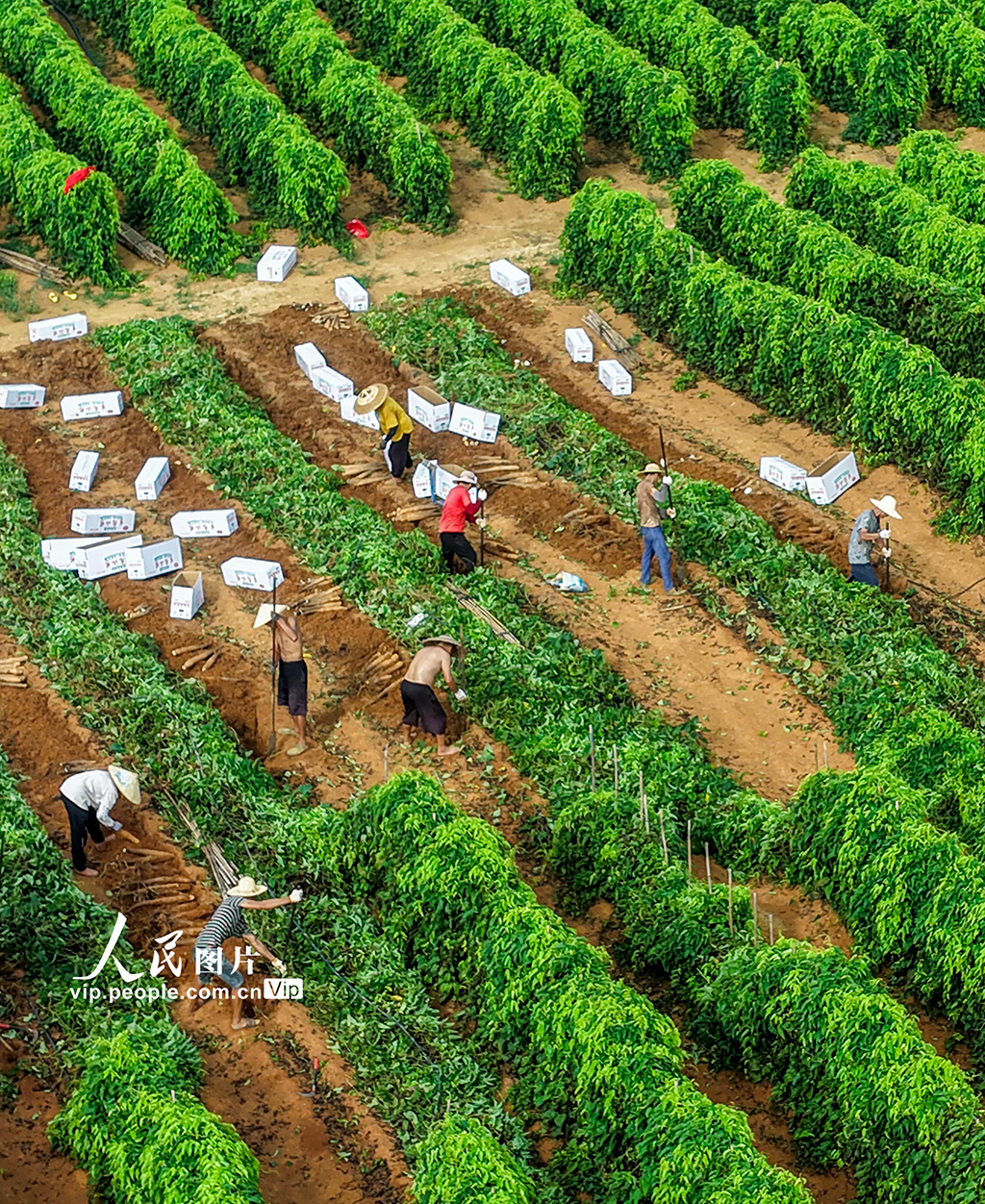 採挖淮山藥【5】