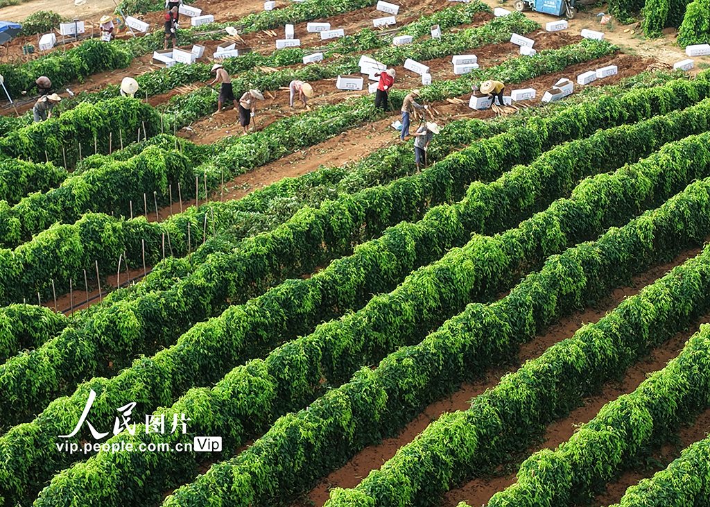 採挖淮山藥【4】