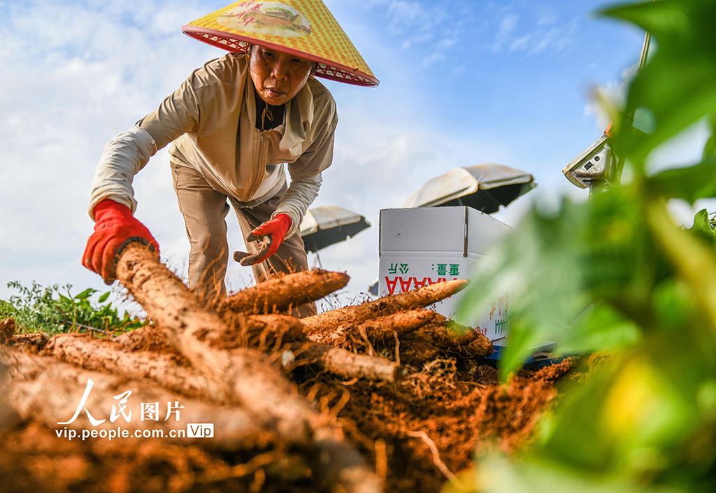 採挖淮山藥【3】