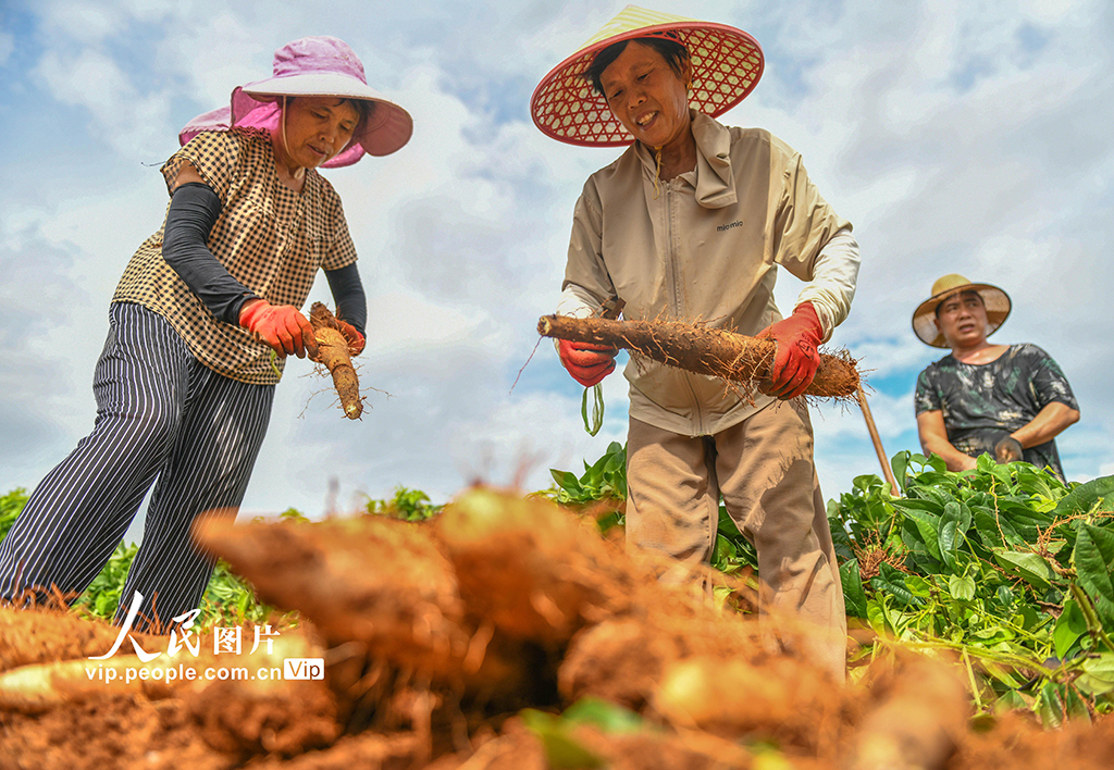 採挖淮山藥【6】