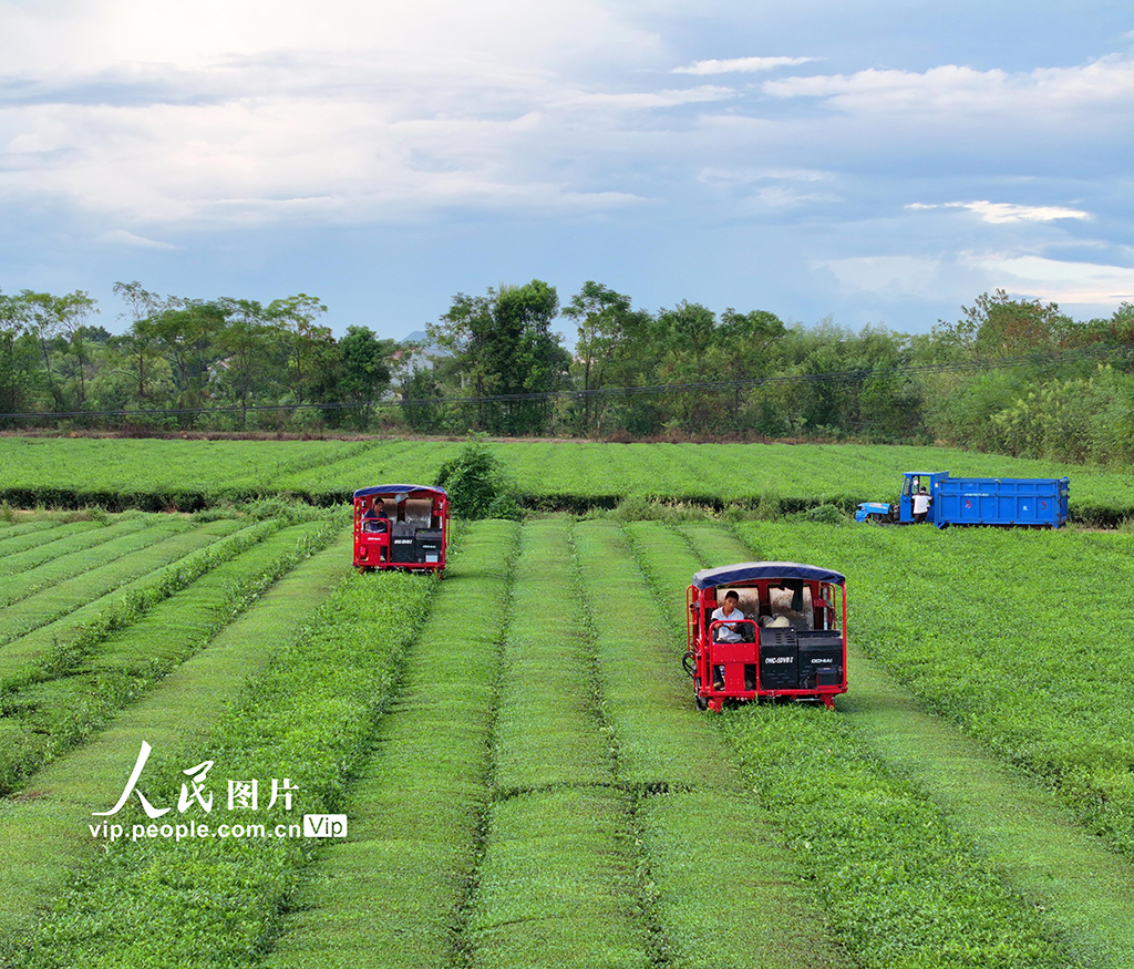 江西泰和：智能机器采收秋茶【3】