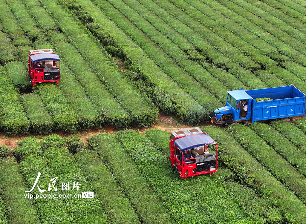 江西泰和：智能機器採收秋茶【2】