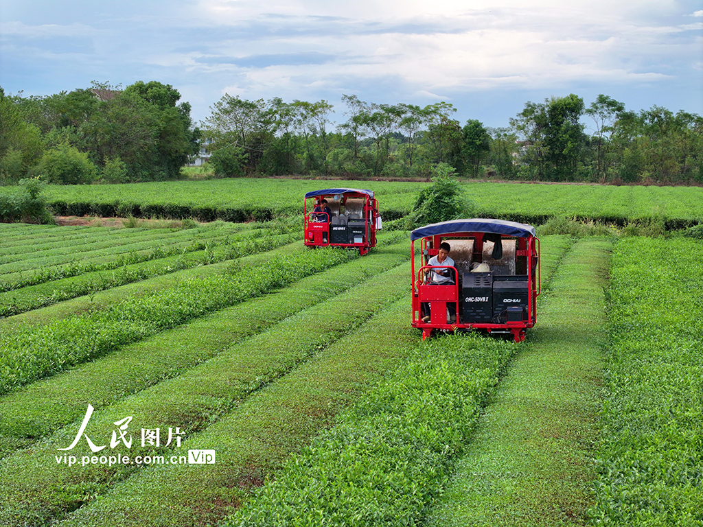 江西泰和：智能机器采收秋茶【4】