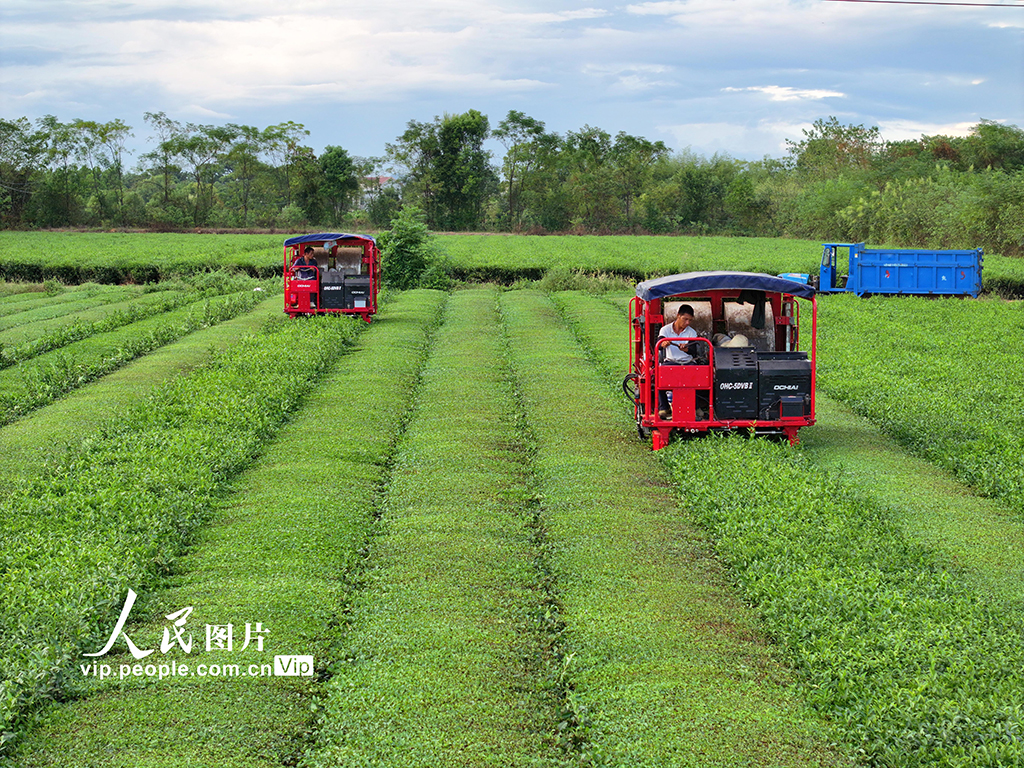 江西泰和：智能機器採收秋茶【5】