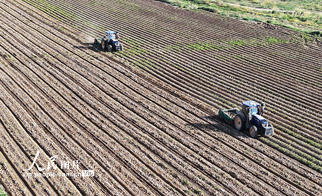 甘肅民樂:馬鈴薯收獲忙【5】