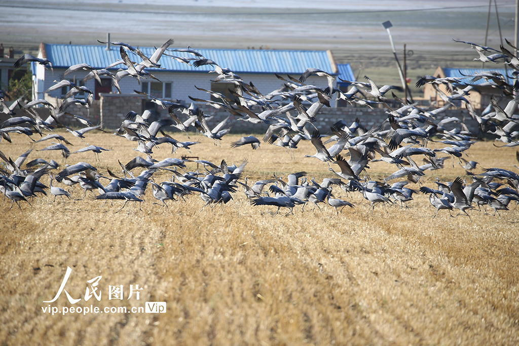 新疆哈密:鶴舞草原【3】