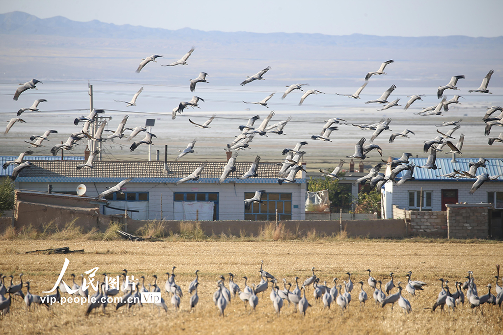 新疆哈密:鶴舞草原【4】