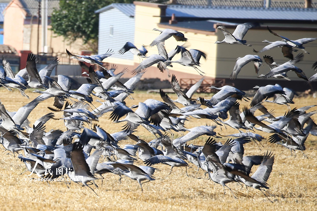 新疆哈密:鶴舞草原【5】