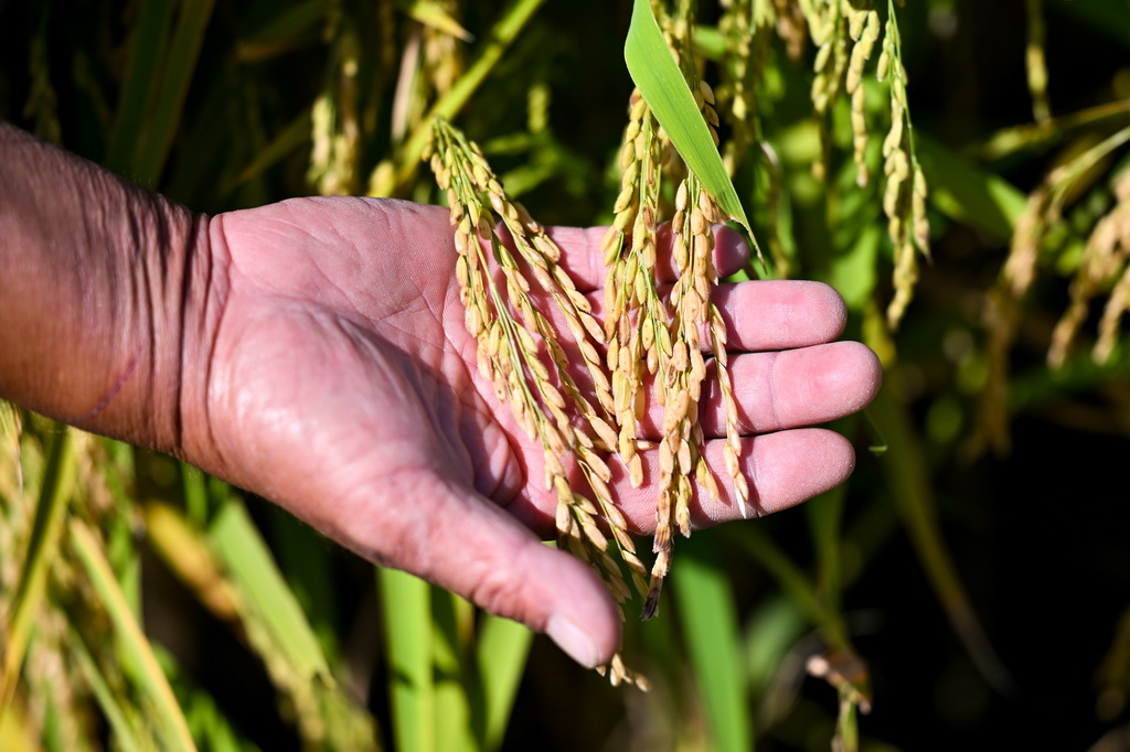9月9日，工作人員在准格爾旗大路鎮小灘子村黃河稻漁生態觀光園查看水稻生長情況。