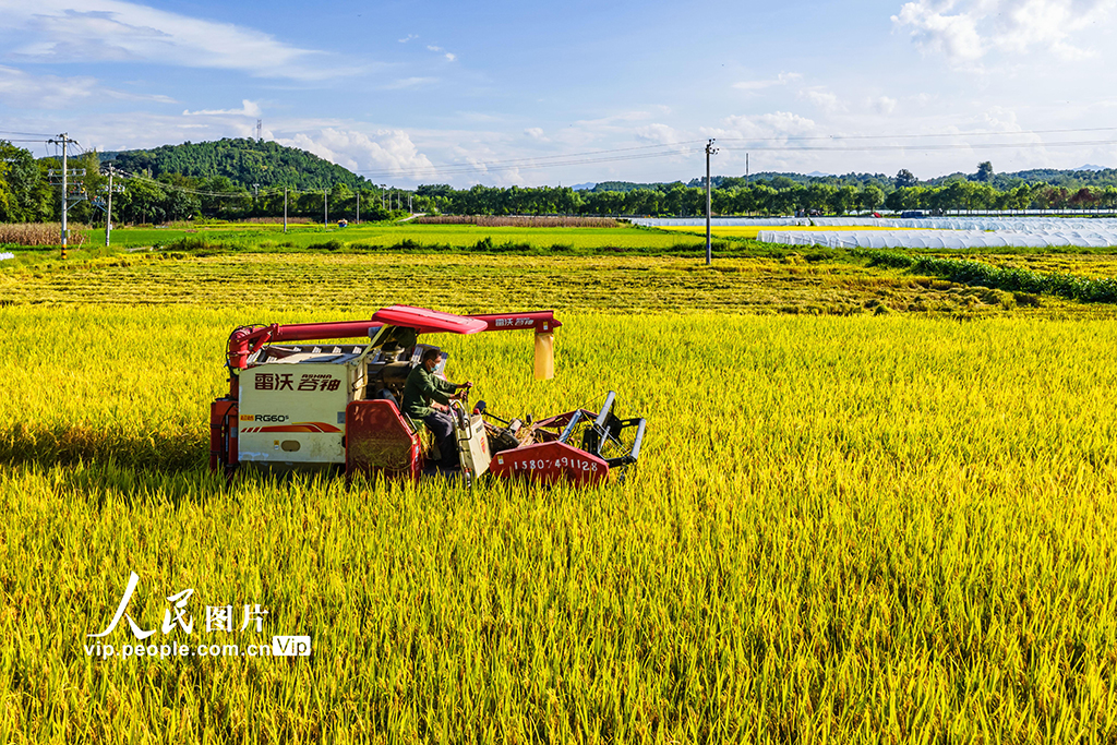 湖南东安：收割中稻【4】