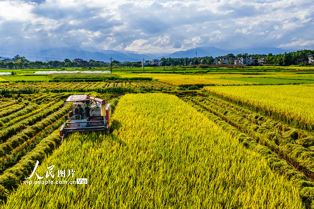 湖南东安:收割中稻【5】