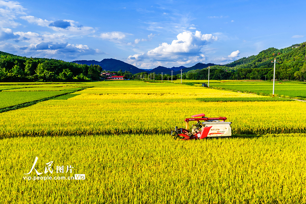 湖南东安：收割中稻【6】