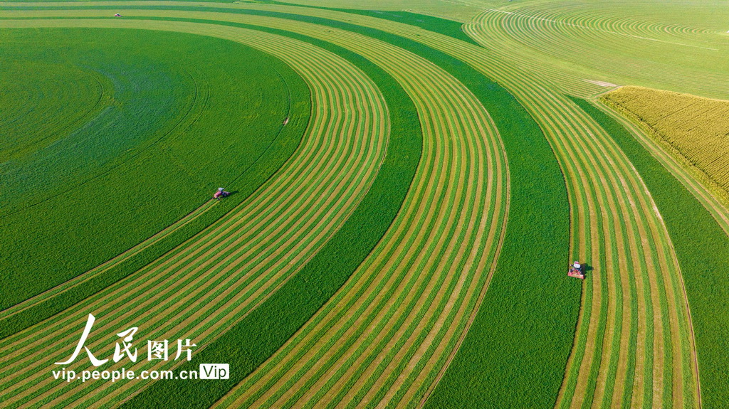 甘肃张掖:收割苜蓿【2】