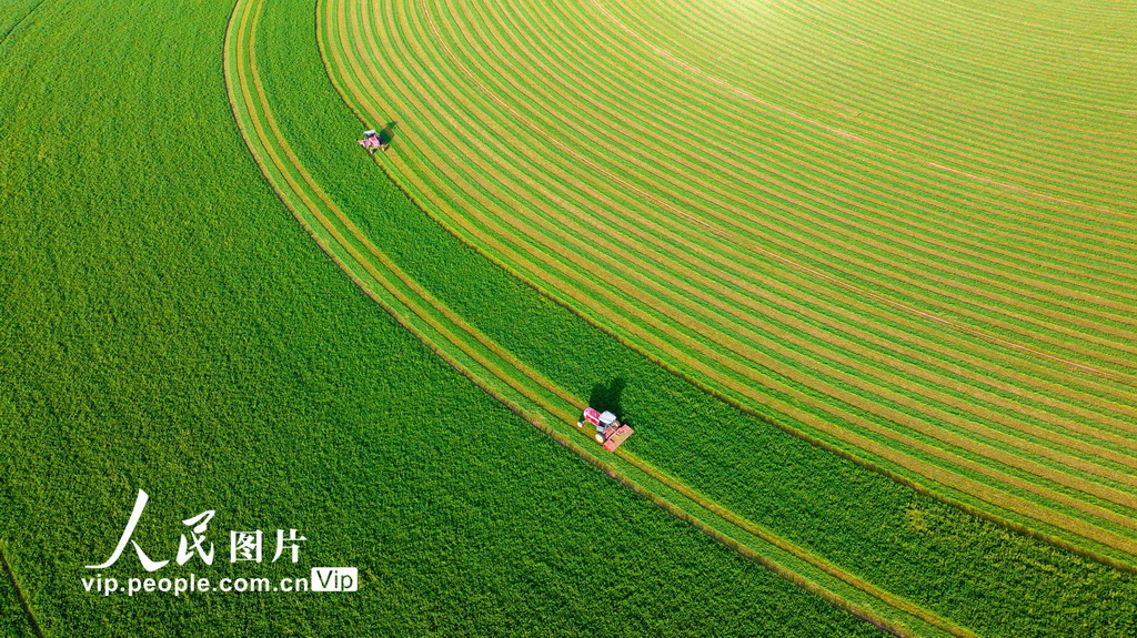 甘肃张掖:收割苜蓿【3】