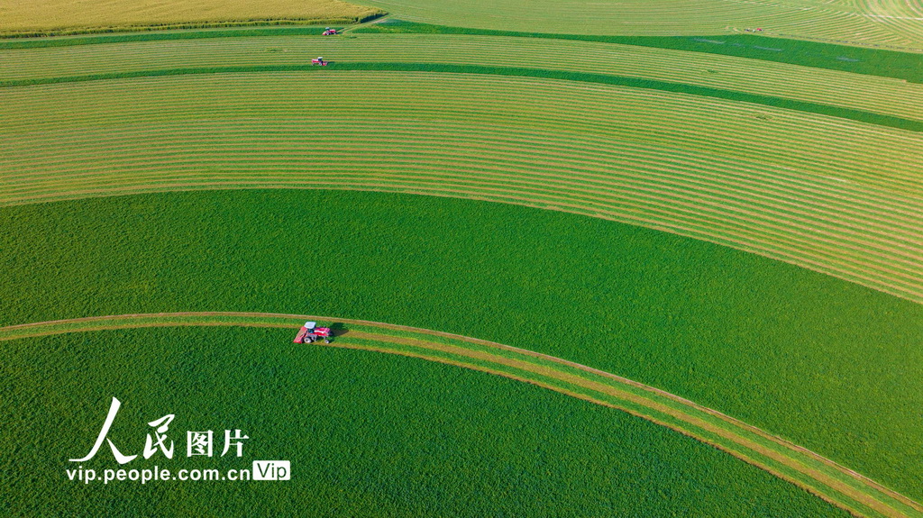 甘肃张掖：收割苜蓿【5】