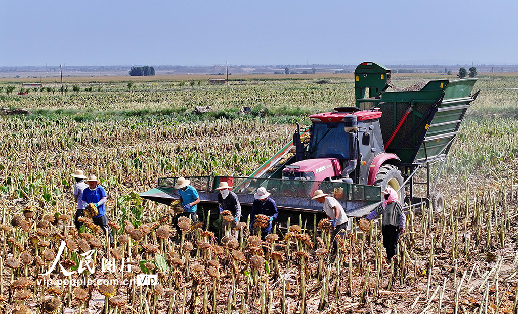 甘肃民乐：食葵迎来收获季