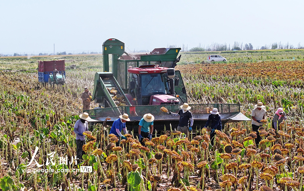 甘肅民樂:食葵迎來收獲季【2】